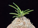 금모단 金牡丹 Kinbotan (Ruby root)