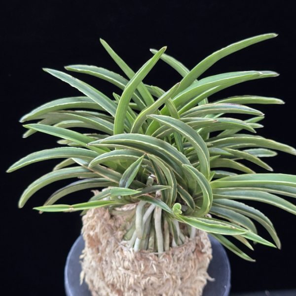 신라 新羅 Sinra (Shiragi)