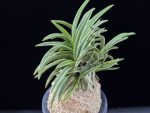 신라 新羅 Sinra (Shiragi)
