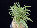 신라 新羅 Sinra (Shiragi)