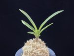 여은백호 麗殷白縞 Yeoeun Shiroshima
