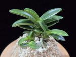 대천재 大千載 Daisenzai (Tetraploid of Senzai)