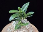 대천재 大千載 Daisenzai (Tetraploid of Senzai)