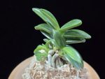 대천재 大千載 Daisenzai (Tetraploid of Senzai)