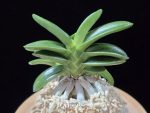 대천재 大千載 Daisenzai (Tetraploid of Senzai)
