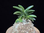 대천재 大千載 Daisenzai (Tetraploid of Senzai)