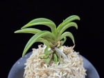 변경환 弁慶丸 Benkeimaru