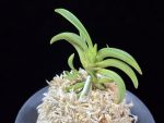 변경환 弁慶丸 Benkeimaru