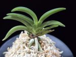 변경환 弁慶丸 Benkeimaru