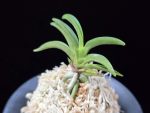 변경환 弁慶丸 Benkeimaru