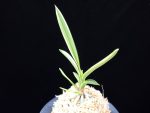 설인금 雪印錦 Seoringeum