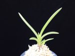 설인금 雪印錦 Seoringeum