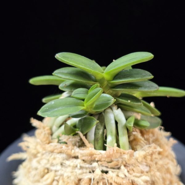 흑진주 黒真珠 Kuroshinju