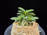 흑진주 黒真珠 Kuroshinju