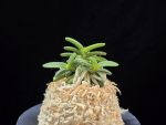 흑진주 黒真珠 Kuroshinju