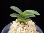 대천재 大千載 Daisenzai (Tetraploid of Senzai)