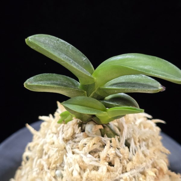 대천재 大千載 Daisenzai (Tetraploid of Senzai)
