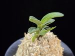 대천재 大千載 Daisenzai (Tetraploid of Senzai)