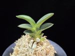 대천재 大千載 Daisenzai (Tetraploid of Senzai)