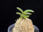 대천재 大千載 Daisenzai (Tetraploid of Senzai)