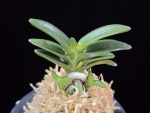 대천재 大千載 Daisenzai (Tetraploid of Senzai)