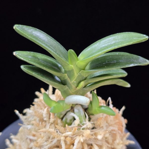 대천재 大千載 Daisenzai (Tetraploid of Senzai)