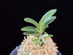 대천재 大千載 Daisenzai (Tetraploid of Senzai)