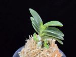 대천재 大千載 Daisenzai (Tetraploid of Senzai)