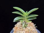 대천재 大千載 Daisenzai (Tetraploid of Senzai)