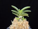 대천재 大千載 Daisenzai (Tetraploid of Senzai)