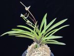 와룡  臥龍  Garyu