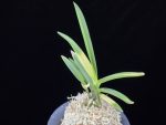 대하 大河 Daeha(Taiga) (Ruby root)