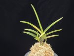 대하 大河 Daeha(Taiga) (Ruby root)