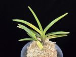 대하 大河 Daeha(Taiga) (Ruby root)