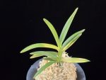 대하 大河 Daeha(Taiga) (Ruby root)