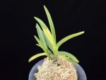 대하 大河 Daeha(Taiga) (Ruby root)