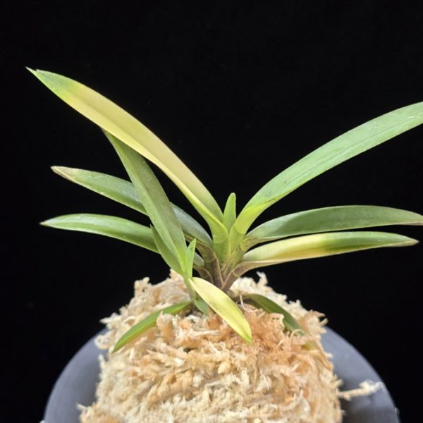 대하 大河 Daeha(Taiga) (Ruby root)