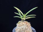 대하 大河 Daeha(Taiga) (Ruby root)