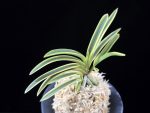 비금 羆錦 Higuma Nishiki