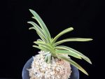 비금 羆錦 Higuma Nishiki