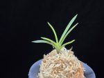 화전 花纏 Hanamatoi (3spur)