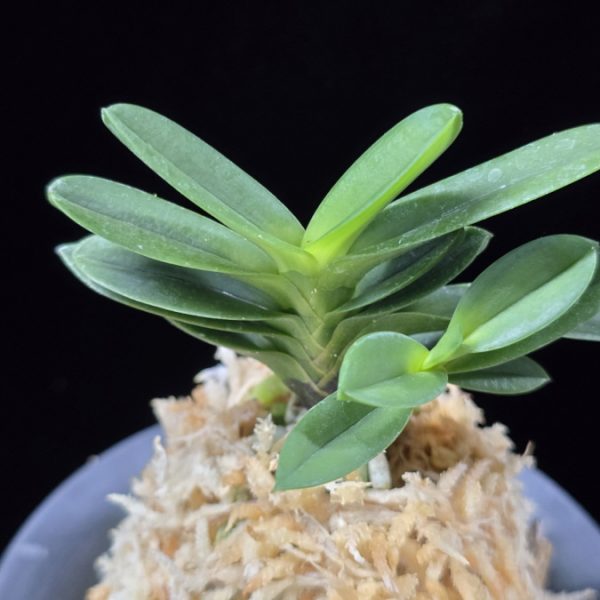 백일몽 白日夢 Hakujitsumu