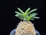 백일몽 白日夢 Hakujitsumu