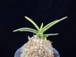 원화 源花 Wonhwa