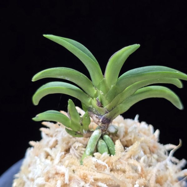 변경환 弁慶丸 Benkeimaru