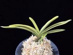 관악 冠岳  Gwanak