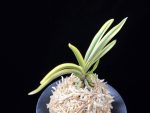 관악 冠岳  Gwanak