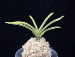 관악 冠岳  Gwanak