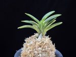 황제 皇帝 Kotei