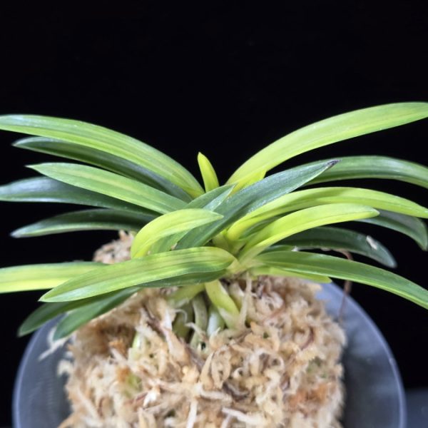 서천금 瑞泉錦 Seocheongeum (Zuiun Shima)